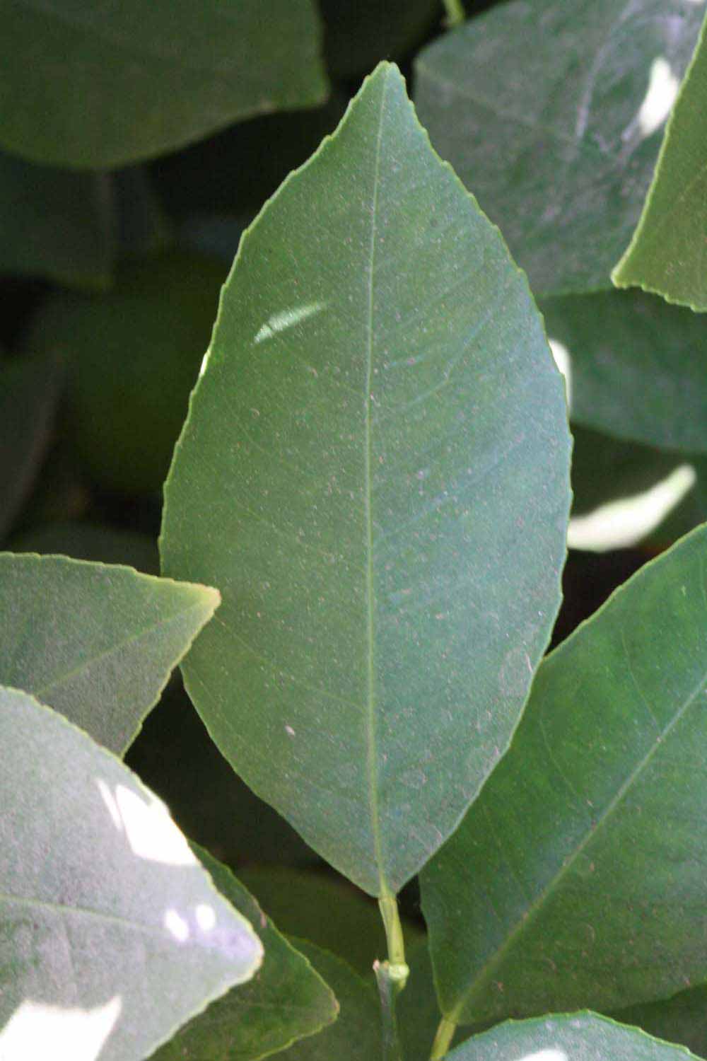              Unifoliolate leaf (Riverside, CA)       